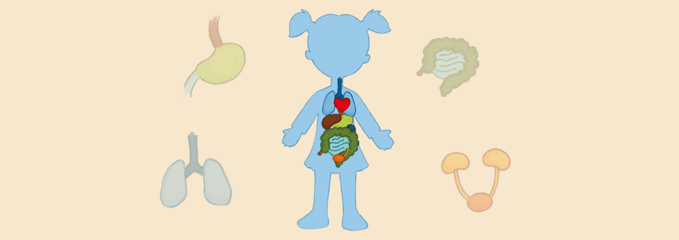 Kinderwissen und Kinderquiz: Die Körperorgane