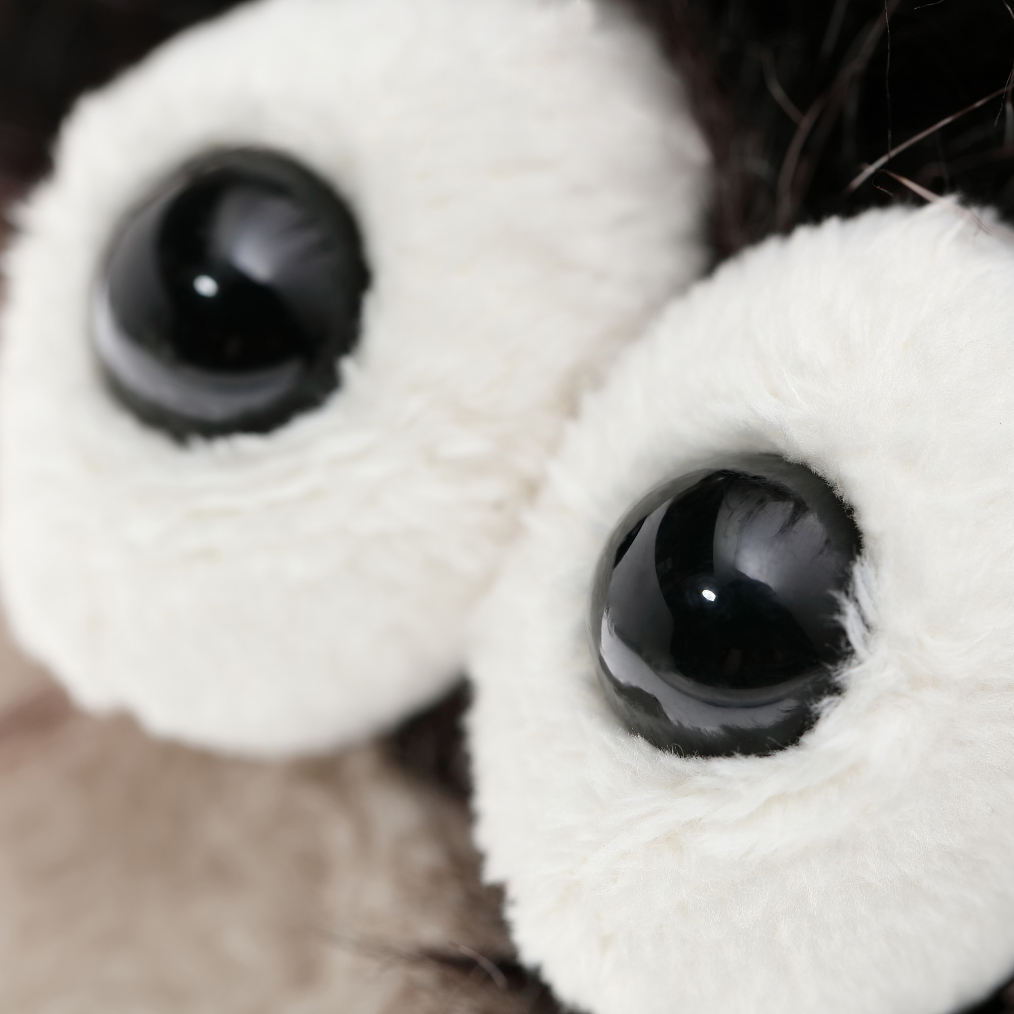 Kuschel- Hund "Duchess of Hampershire", BEASTS Kuschel- Hund "Duchess of Hampershire", BEASTS